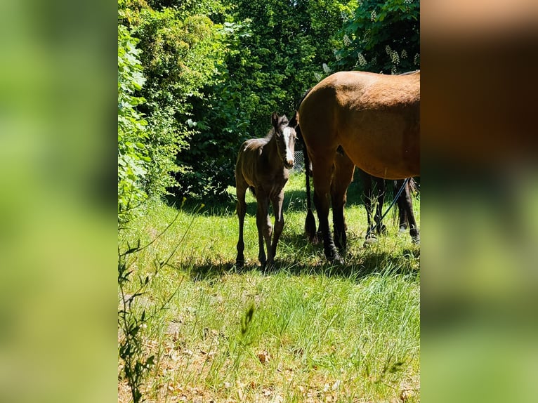 American Quarter Horse Mare  Roan-Blue in Gifhorn