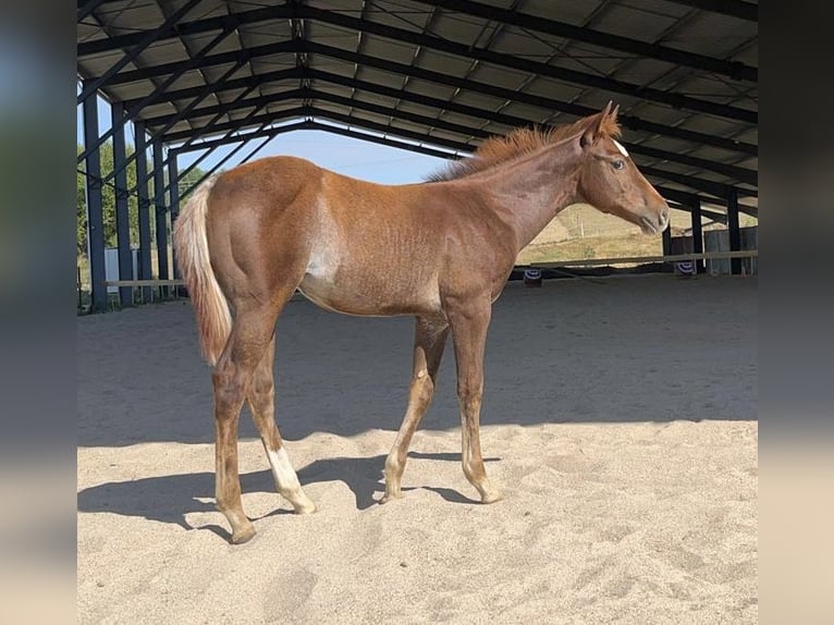 American Quarter Horse Mare Foal (03/2026) Roan-Red in Bragny-sur-Saone
