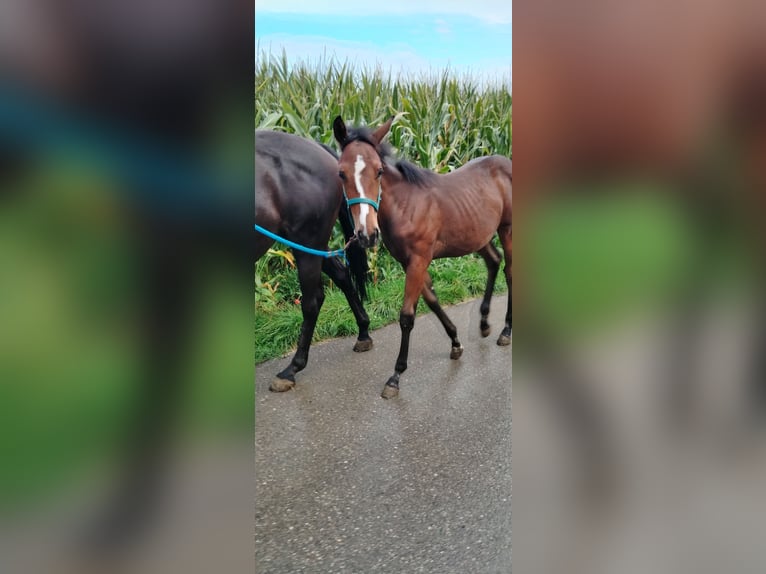American Quarter Horse Mare Foal (04/2025) in Langenau
