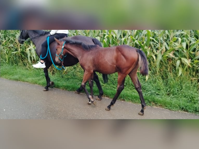 American Quarter Horse Mare Foal (04/2025) in Langenau