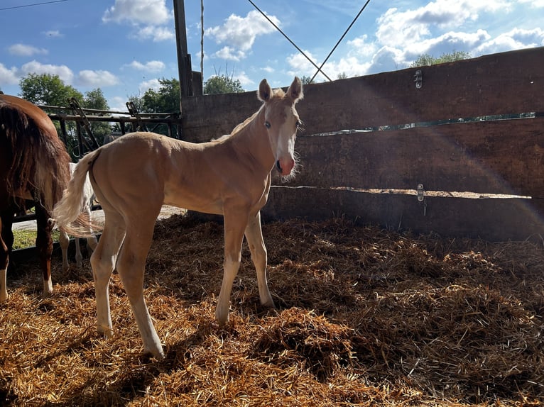 American Quarter Horse Mare  in Niederwerrn