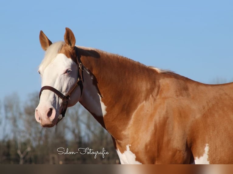 American Quarter Horse Mare  in Niederwerrn