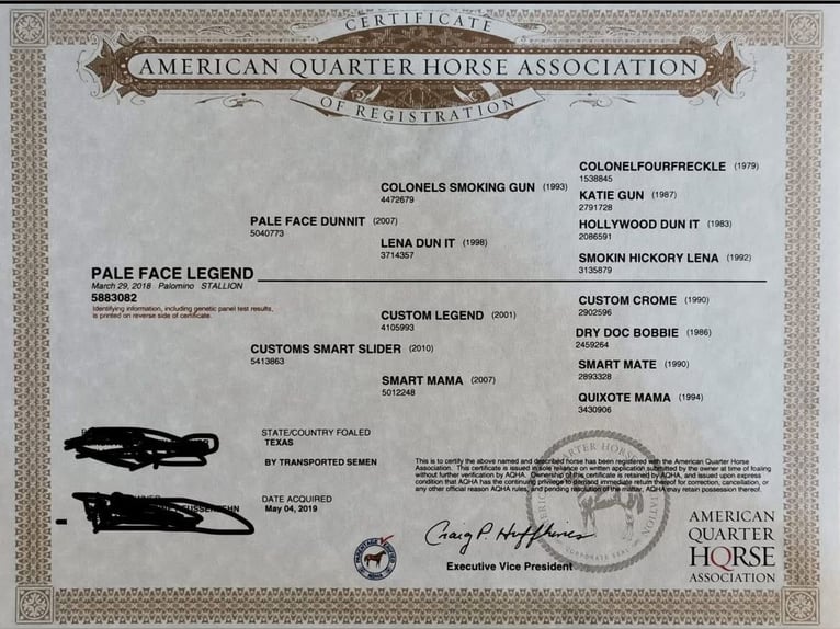 American Quarter Horse Mare  in Niederwerrn