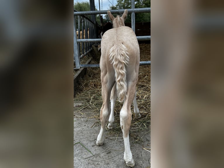 American Quarter Horse Mare  in Niederwerrn