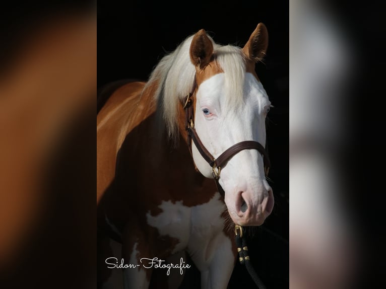 American Quarter Horse Mare  in Niederwerrn