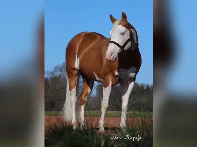 American Quarter Horse Mare  in Niederwerrn