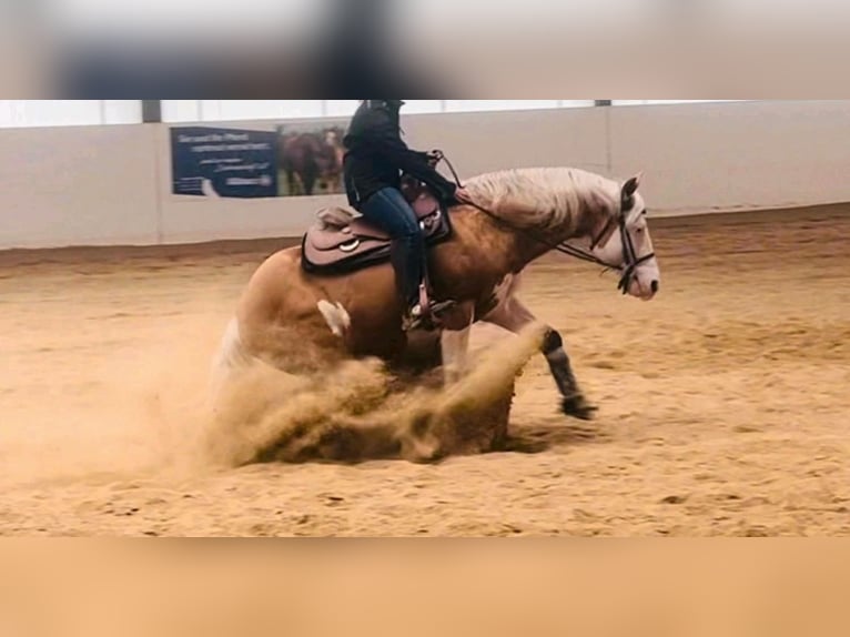 American Quarter Horse Mare  in Niederwerrn