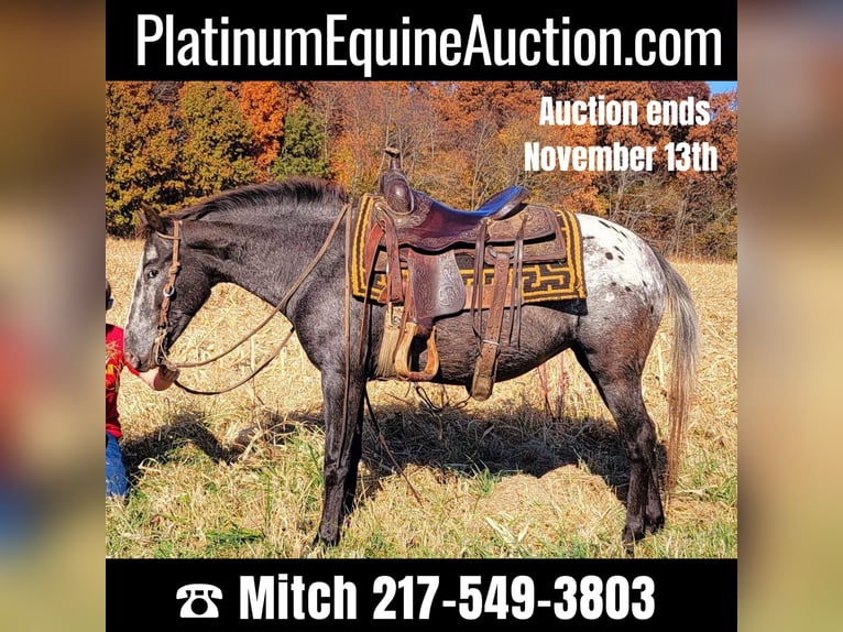 American Quarter Horse Merrie 10 Jaar 132 cm Bruin in Effingham IL