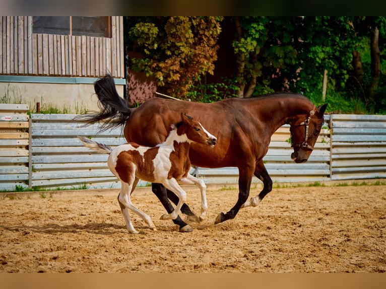 American Quarter Horse Merrie 10 Jaar 140 cm Bruin in Eggenthal