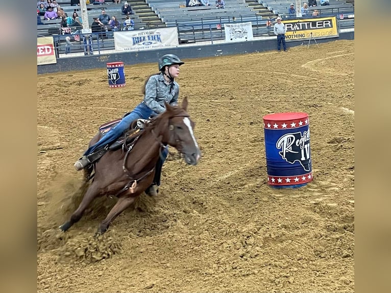 American Quarter Horse Merrie 10 Jaar 142 cm Bruin in Fort worth Texas