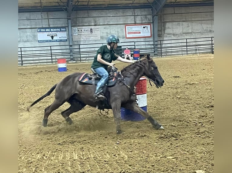 American Quarter Horse Merrie 10 Jaar 142 cm Bruin in Fort worth Texas