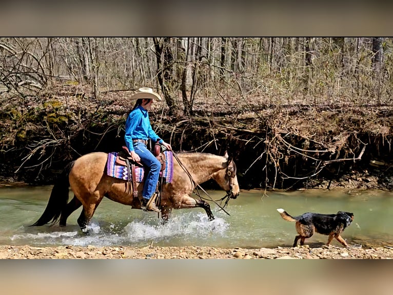 American Quarter Horse Merrie 10 Jaar 142 cm Buckskin in Robards, KY