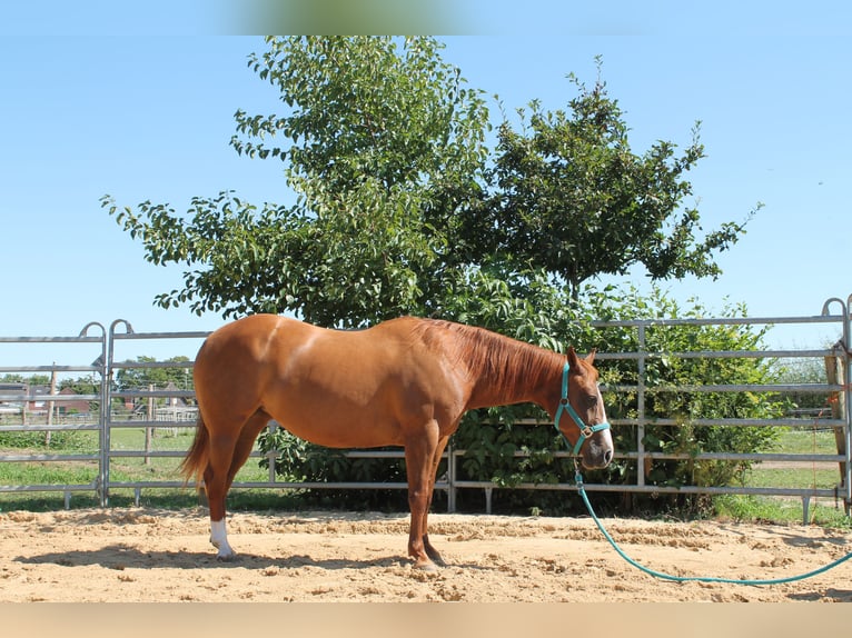 American Quarter Horse Merrie 10 Jaar 143 cm Vos in Maria Hoop