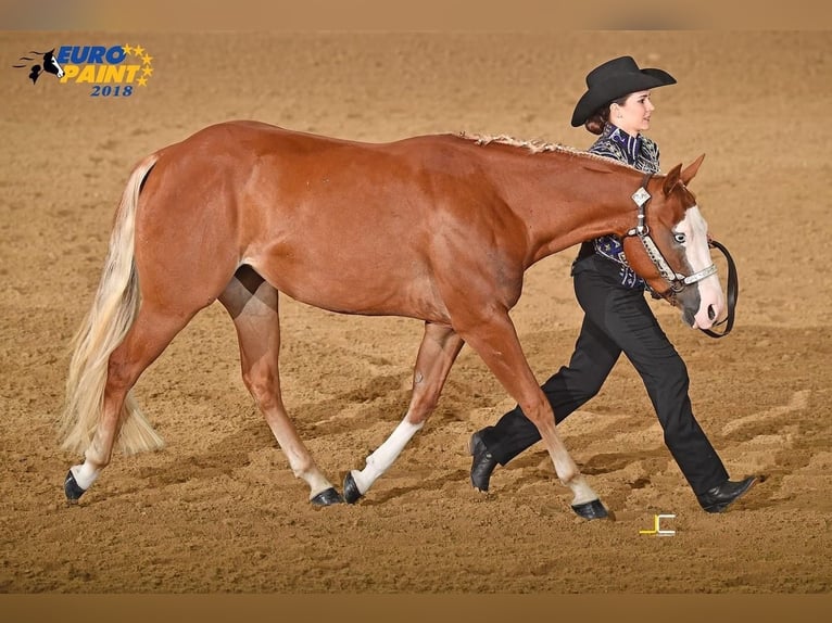 American Quarter Horse Merrie 10 Jaar 144 cm Vos in Ulrichstein