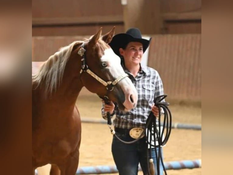 American Quarter Horse Merrie 10 Jaar 144 cm Vos in Ulrichstein