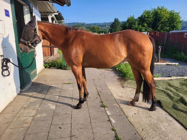 American Quarter Horse Merrie 10 Jaar 145 cm Lichtbruin in Neuwied