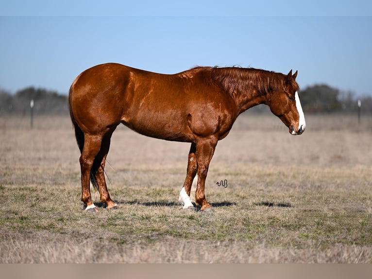 American Quarter Horse Merrie 10 Jaar 145 cm Roodvos in Canyon