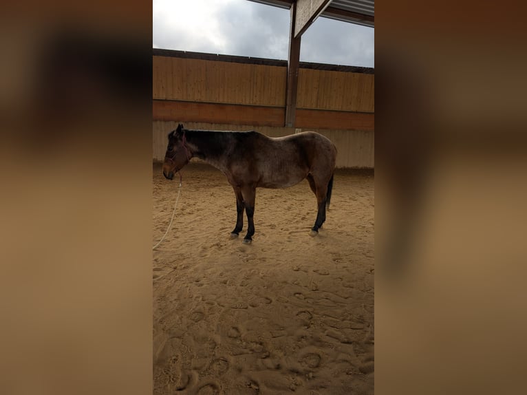 American Quarter Horse Merrie 10 Jaar 146 cm Roan-Bay in Viernau