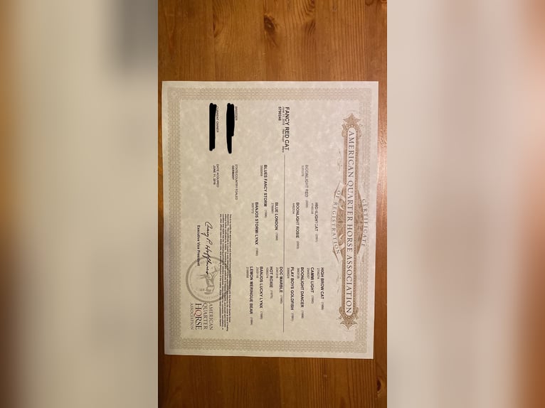 American Quarter Horse Merrie 10 Jaar 146 cm Roan-Bay in Viernau