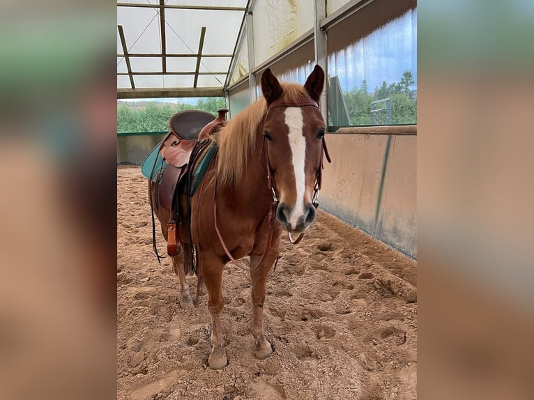American Quarter Horse Mix Merrie 10 Jaar 146 cm Vos in Wadern