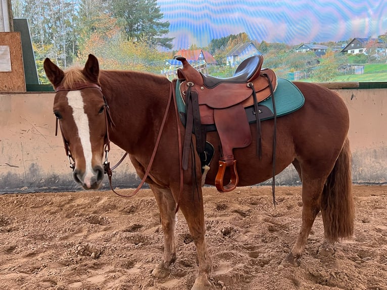 American Quarter Horse Mix Merrie 10 Jaar 146 cm Vos in Wadern