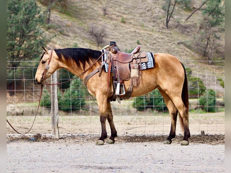 American Quarter Horse Merrie 10 Jaar 147 cm Buckskin in Bitterwater CA