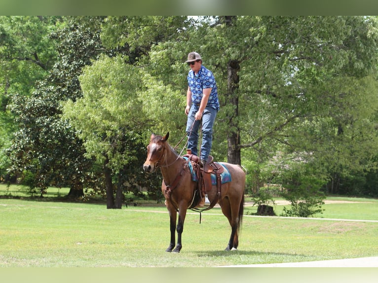 American Quarter Horse Merrie 10 Jaar 147 cm Roan-Bay in Poolville