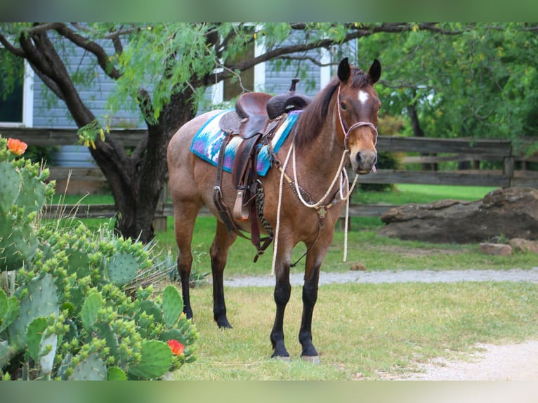 American Quarter Horse Merrie 10 Jaar 147 cm Roan-Bay in Poolville