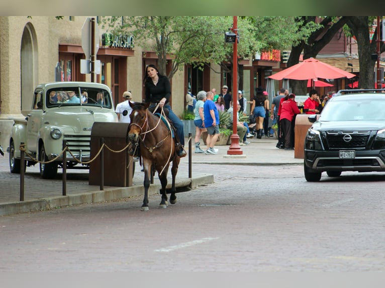 American Quarter Horse Merrie 10 Jaar 147 cm Roan-Bay in Poolville