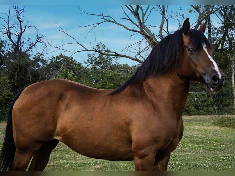 American Quarter Horse Merrie 10 Jaar 147 cm Roodbruin in Conifer CO