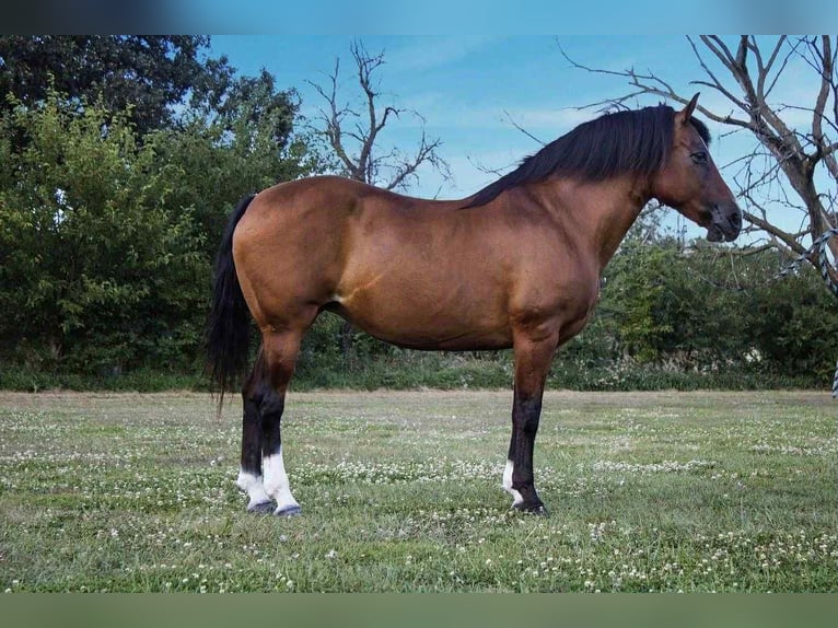 American Quarter Horse Merrie 10 Jaar 147 cm Roodbruin in Conifer CO