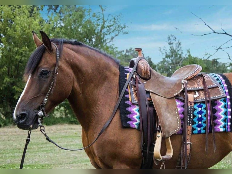 American Quarter Horse Merrie 10 Jaar 147 cm Roodbruin in Conifer CO