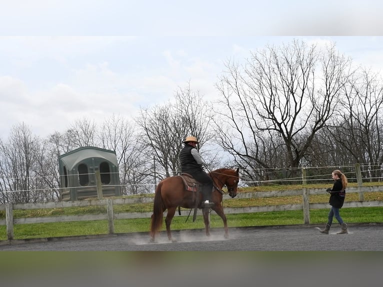 American Quarter Horse Merrie 10 Jaar 147 cm Roodvos in Rebersburg