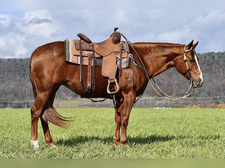 American Quarter Horse Merrie 10 Jaar 147 cm Roodvos in Rebersburg