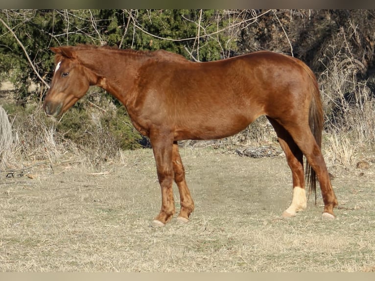 American Quarter Horse Merrie 10 Jaar 147 cm Roodvos in Poolville