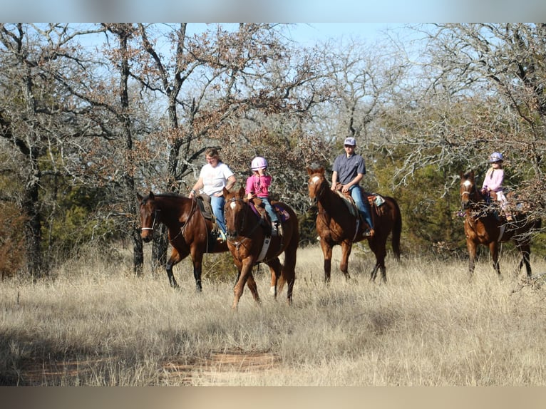 American Quarter Horse Merrie 10 Jaar 147 cm Roodvos in Poolville