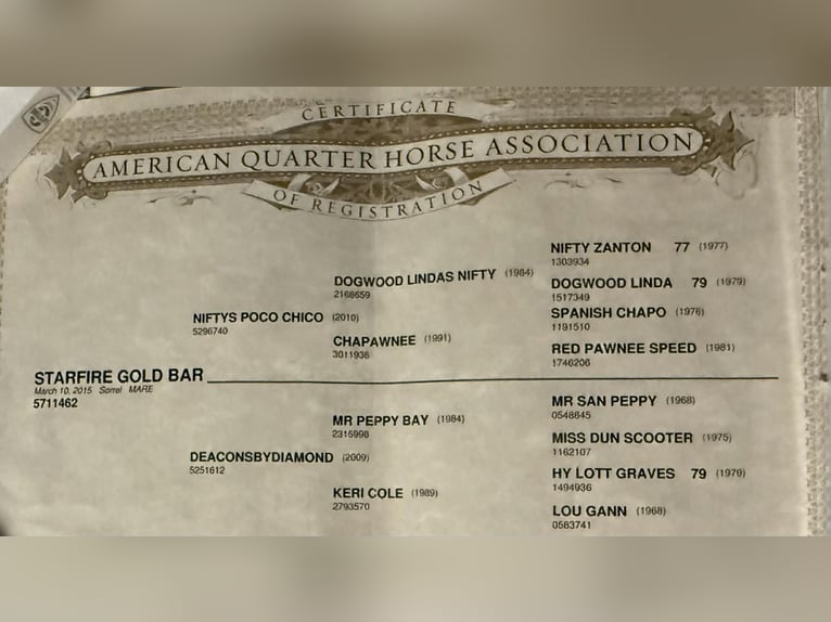 American Quarter Horse Merrie 10 Jaar 147 cm Roodvos in Poolville