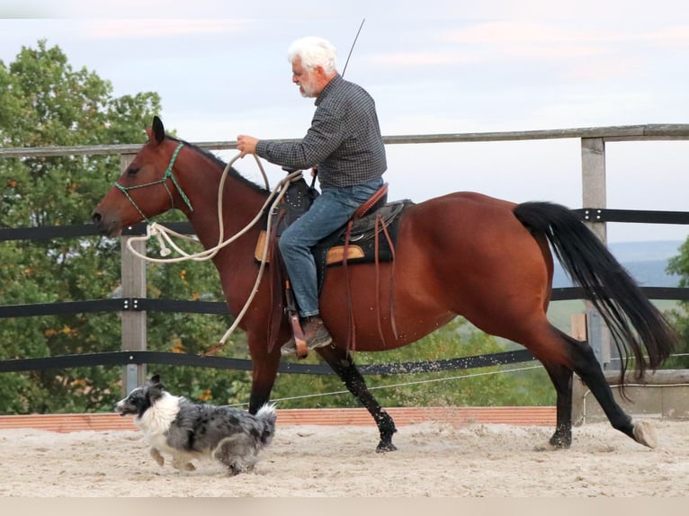 American Quarter Horse Merrie 10 Jaar 148 cm Bruin in Müglitztal