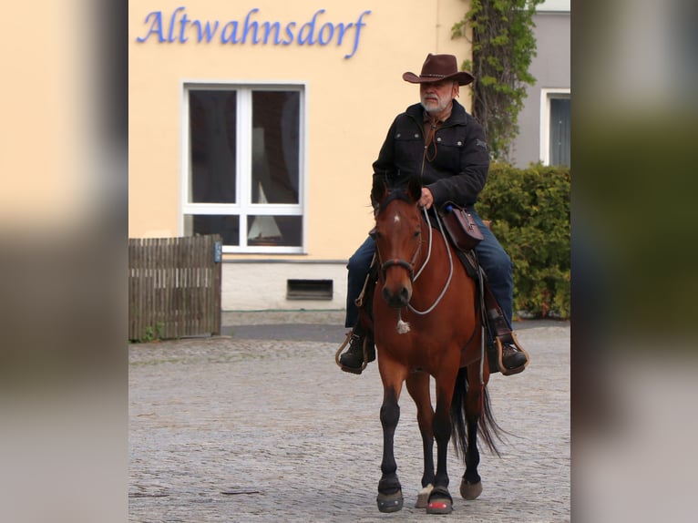 American Quarter Horse Merrie 10 Jaar 148 cm Bruin in Müglitztal