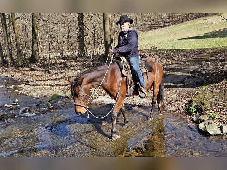American Quarter Horse Merrie 10 Jaar 148 cm Bruin in Müglitztal
