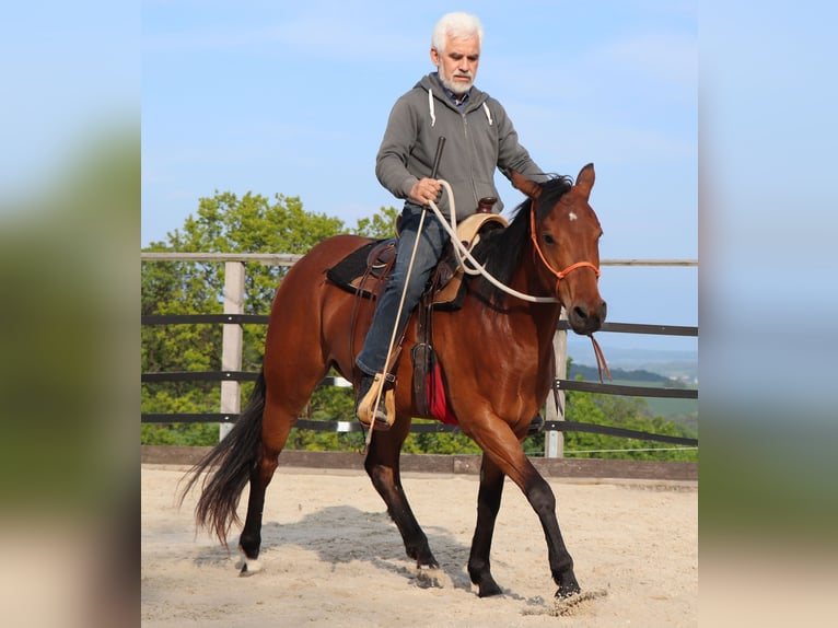 American Quarter Horse Merrie 10 Jaar 148 cm Bruin in Müglitztal