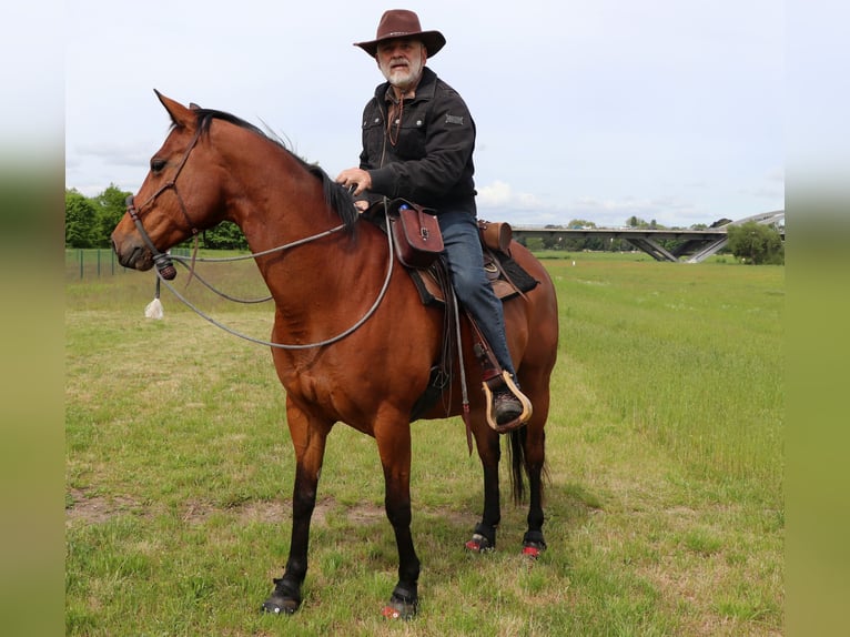American Quarter Horse Merrie 10 Jaar 148 cm Bruin in Müglitztal