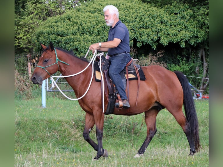 American Quarter Horse Merrie 10 Jaar 148 cm Bruin in Müglitztal