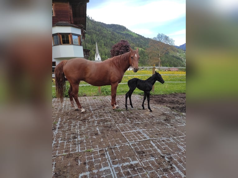 American Quarter Horse Merrie 10 Jaar 148 cm  in Lienz