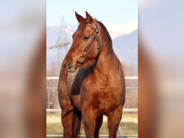 American Quarter Horse Merrie 10 Jaar 148 cm Roan-Red in Kirchbichl