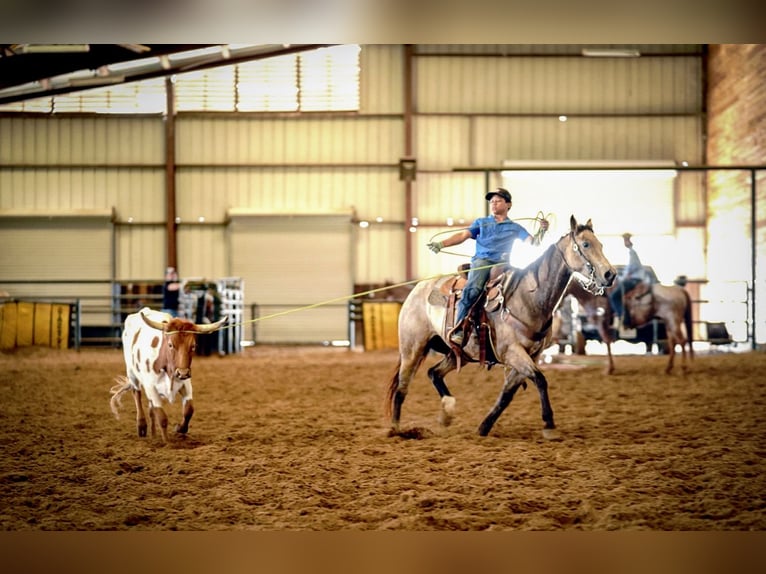 American Quarter Horse Merrie 10 Jaar 150 cm Buckskin in Kaufman, TX