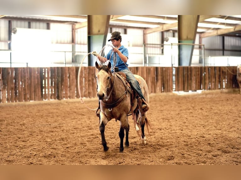 American Quarter Horse Merrie 10 Jaar 150 cm Buckskin in Kaufman, TX
