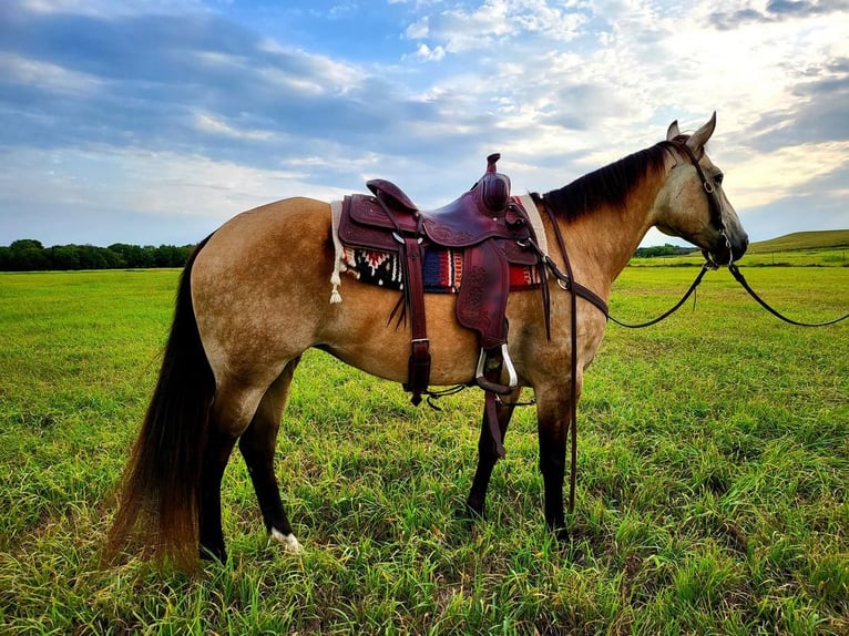 American Quarter Horse Merrie 10 Jaar 150 cm Buckskin in Wichita