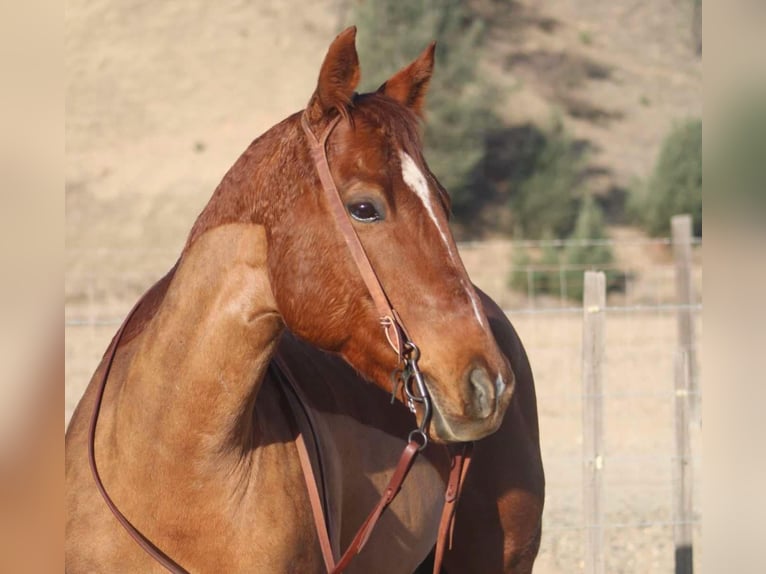 American Quarter Horse Merrie 10 Jaar 150 cm Donkere-vos in Bitterwater CA