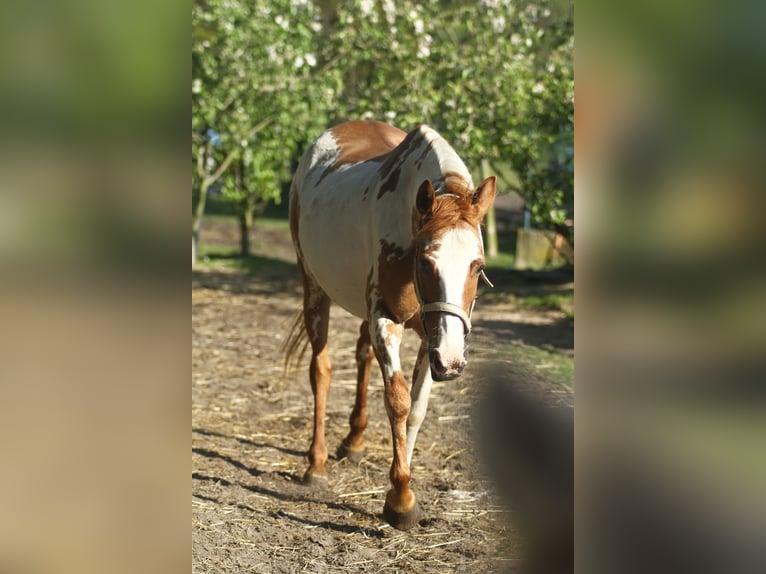 American Quarter Horse Merrie 10 Jaar 150 cm Overo-alle-kleuren in Dessel